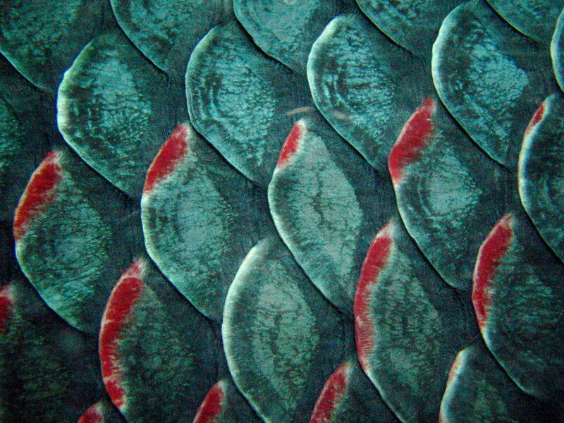 Close-up of fish scales