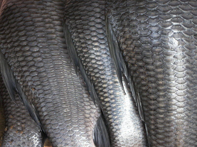 close-up of fish scales