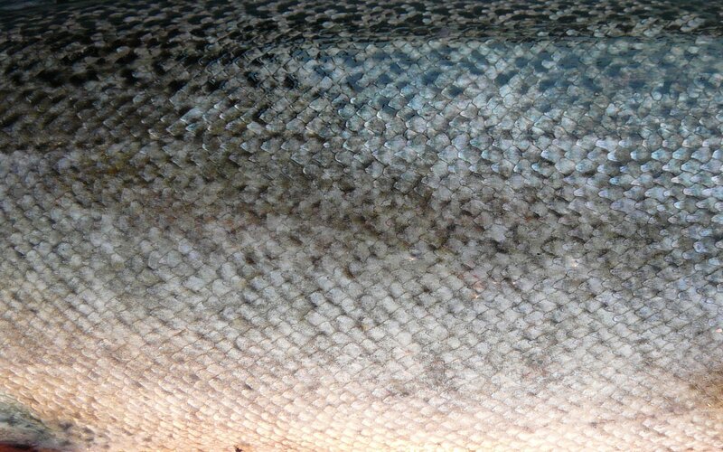 close-up of fish scales