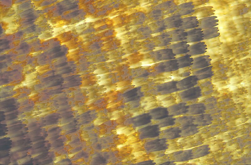 Close-up of fish scales
