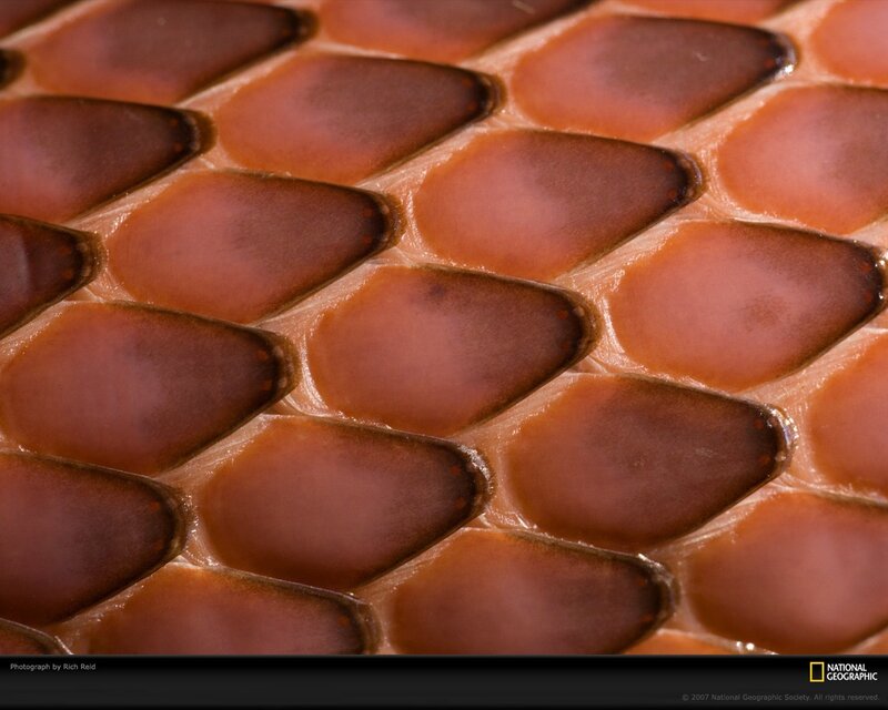 close-up of fish scales
