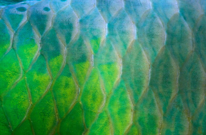 Close-up of fish scales