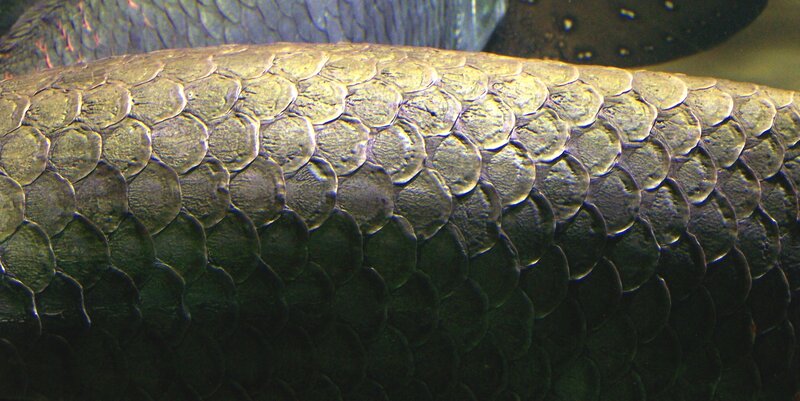 close-up of fish scales