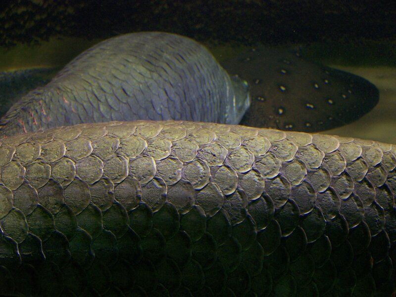 Close-up of fish scales underwater