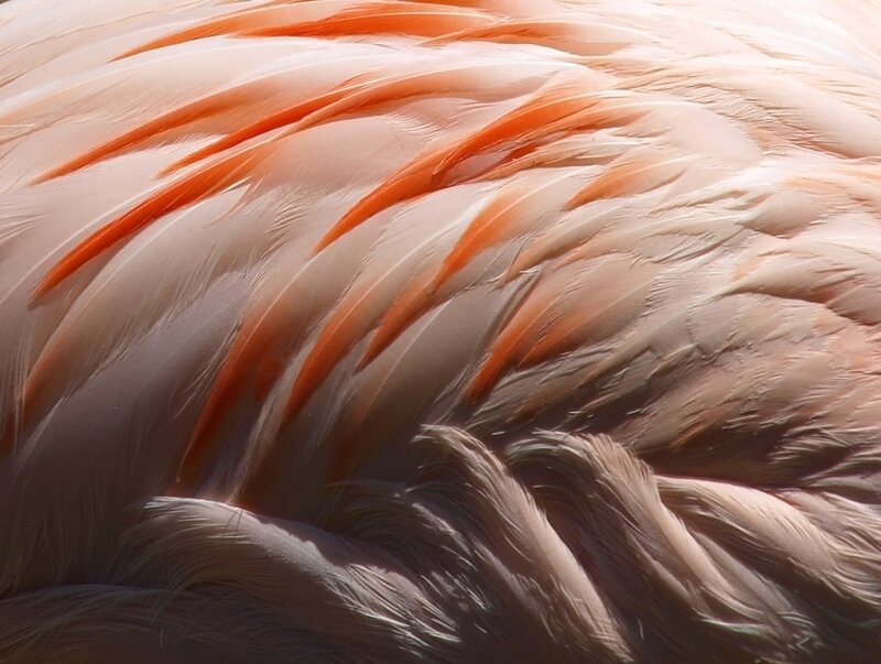 close-up of flamingo feathers