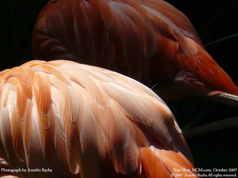 Close-up of flamingo feathers