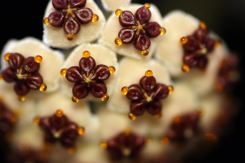 Close-up of flower buds