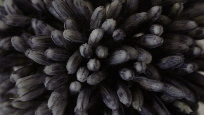 Close-up of flower buds