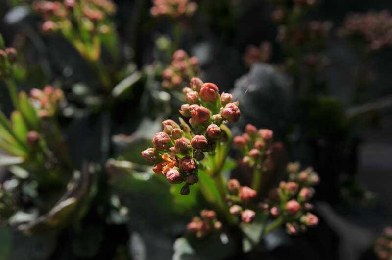 Close-up of flower buds
