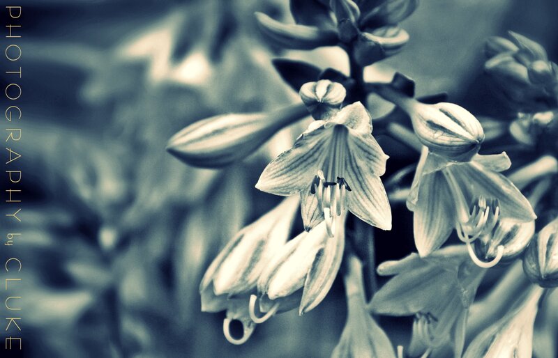 Close-up of flower buds