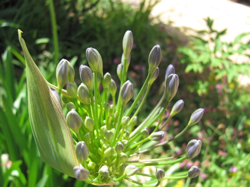 Close-up of flower buds