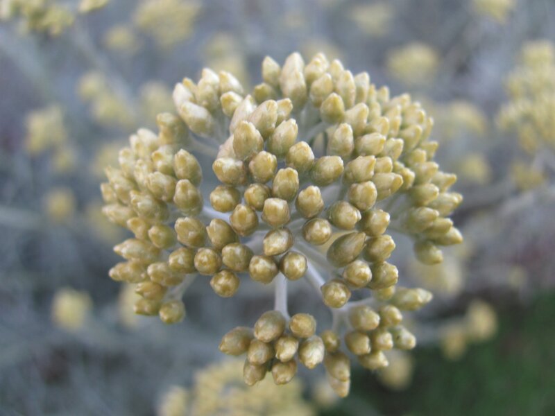 close-up of flower buds