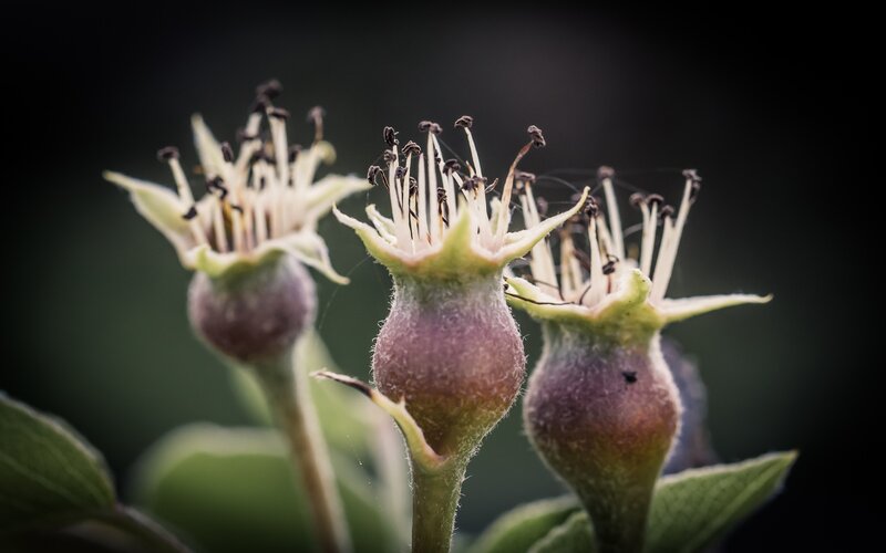 Close-up of flower buds