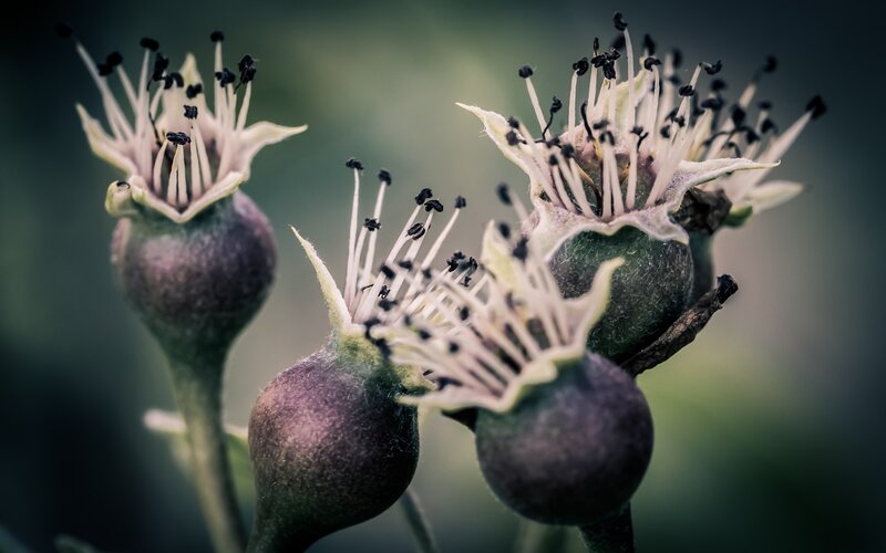Close-up of Flower Buds — Green