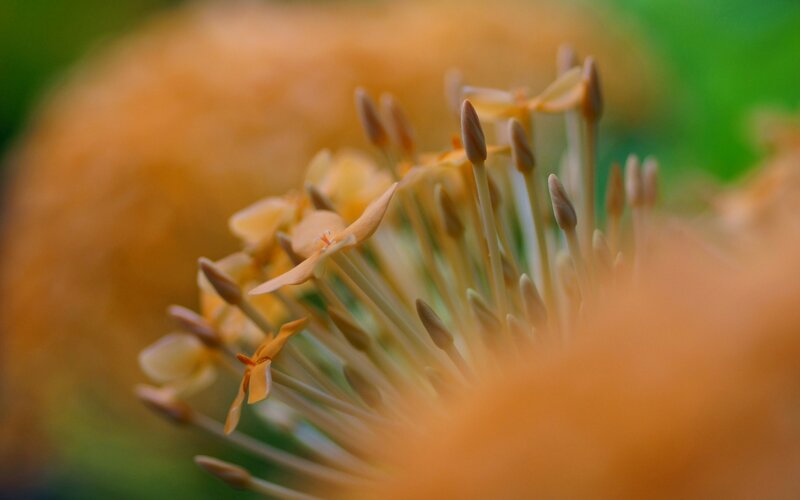 Close-up of Flower Buds — Orange