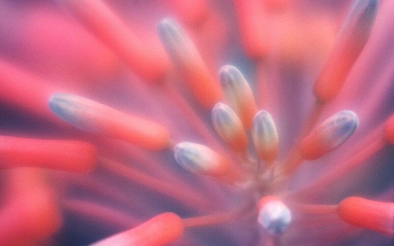 Close-up of Flower Buds — Red