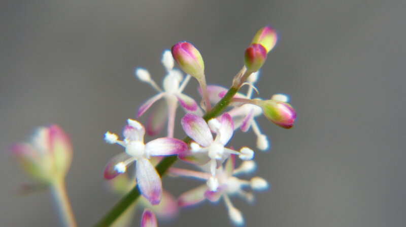 Close-up of Flower Buds — White