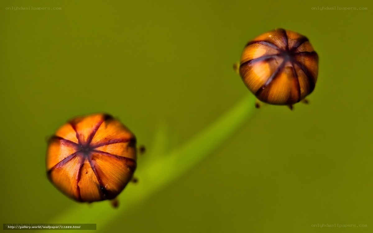 Close-up of flower buds