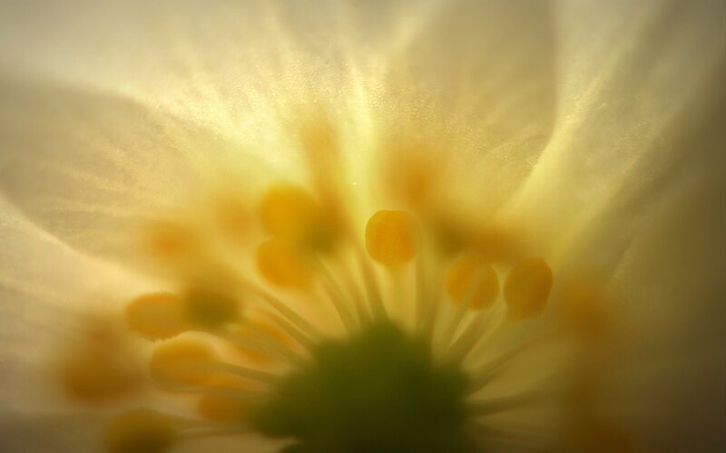 close-up of flower center