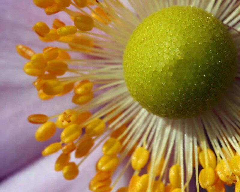 close-up of flower center
