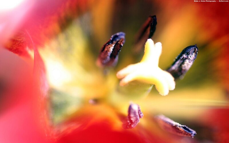 Close-up of flower center