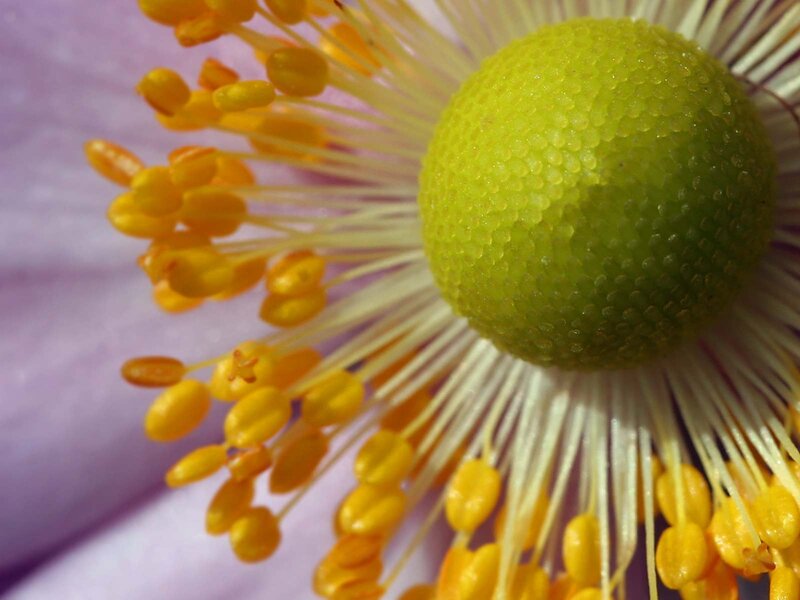 Close-up of flower center