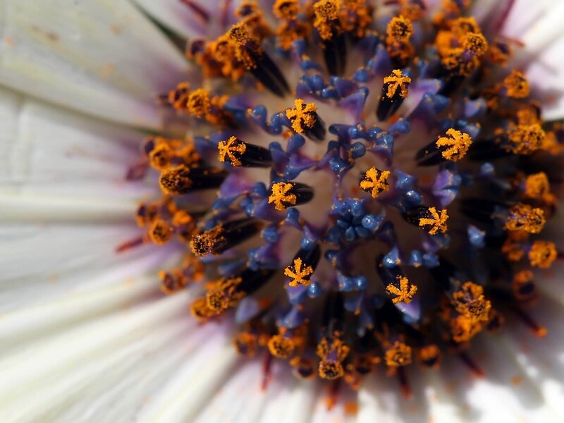 Close-up of flower center