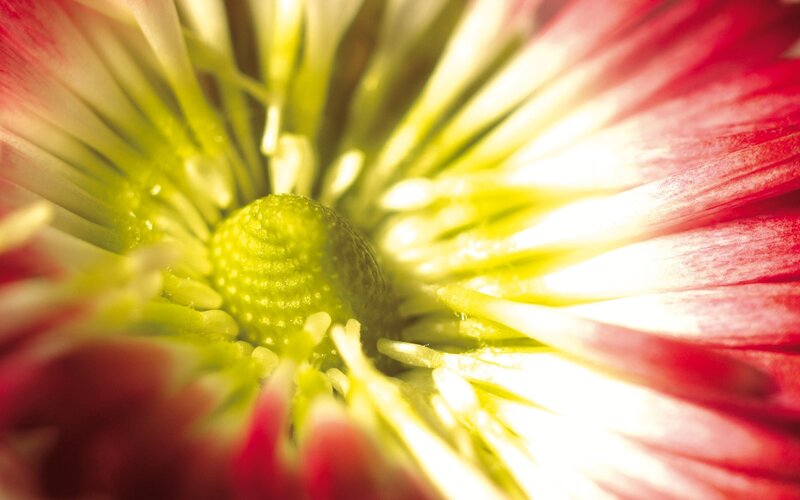 close-up of flower center