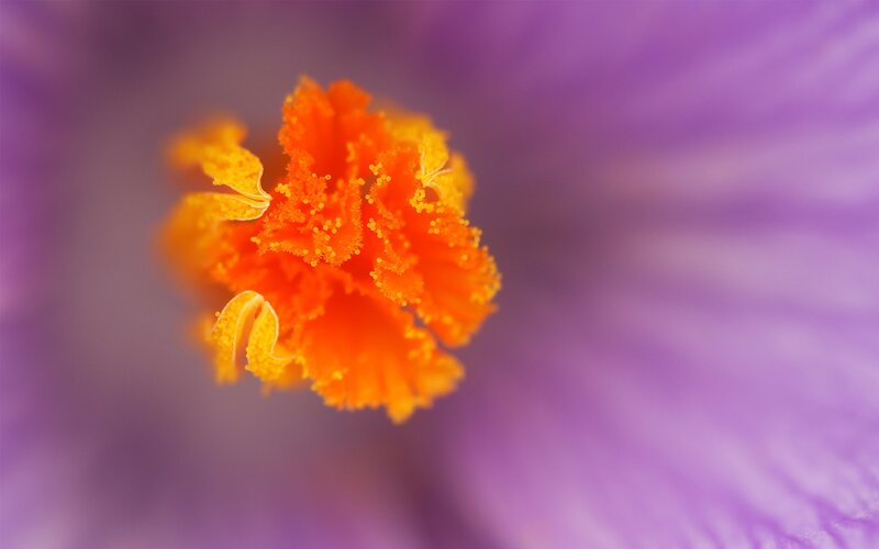close-up of flower center