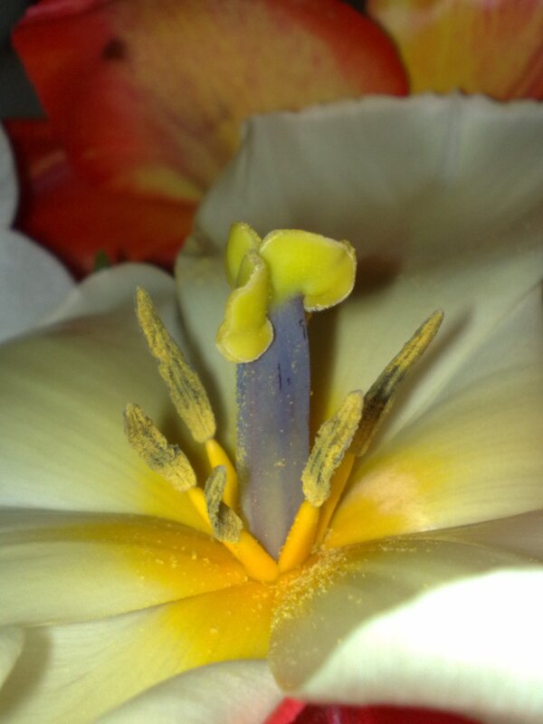 close-up of flower center