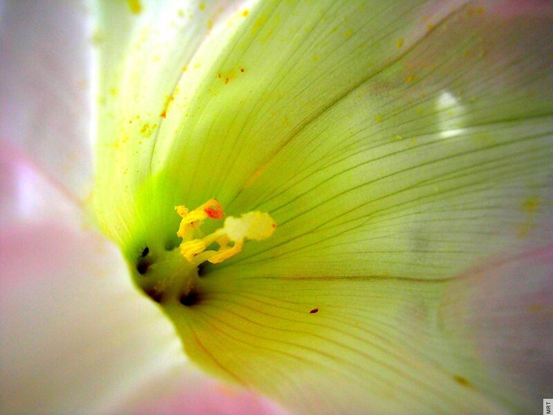close-up of flower center
