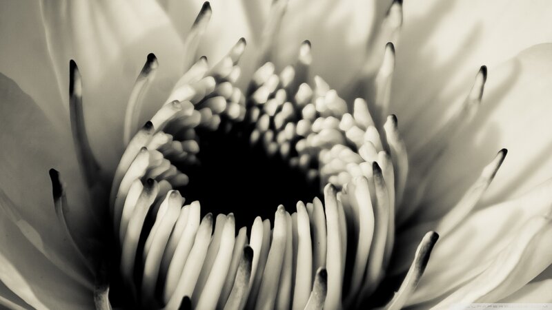 close-up of flower center