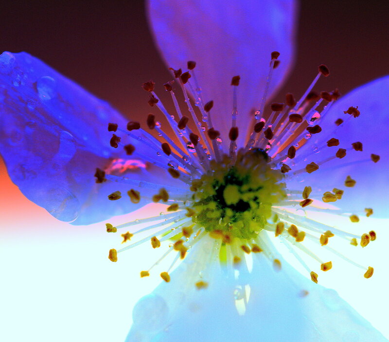 Close-up of Flower Center — Blue