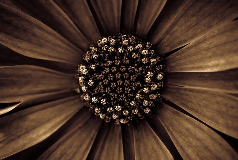 Close-up of Flower Center — Brown
