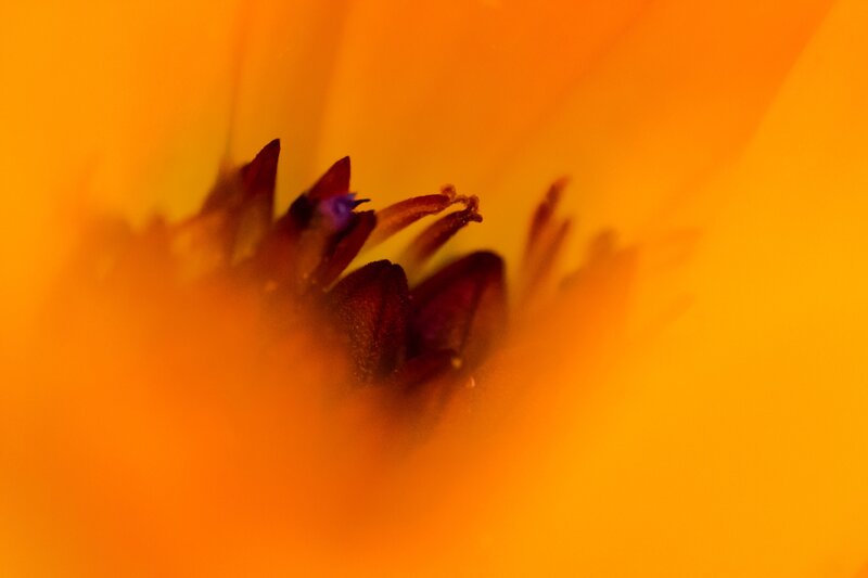 Close-up of Flower Center — Orange, Warm
