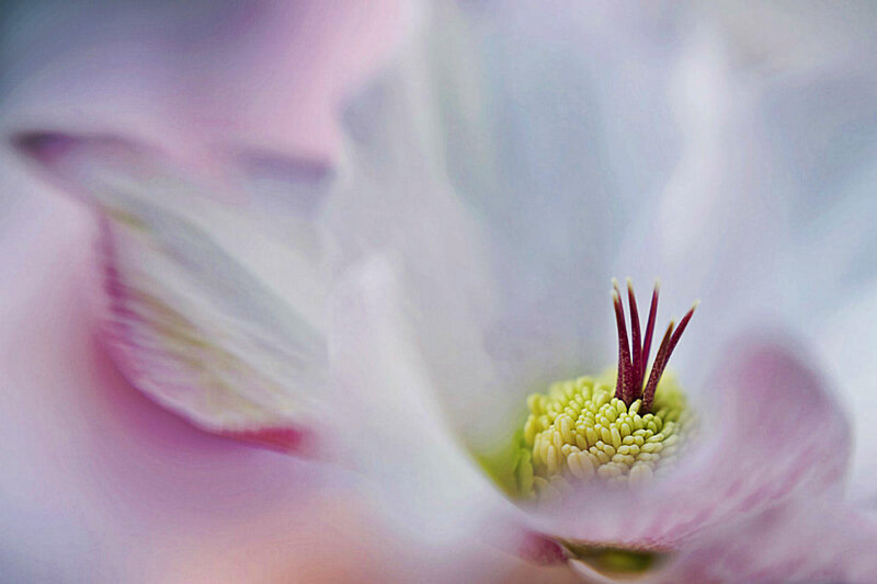 Close-up of Flower Center — Pink