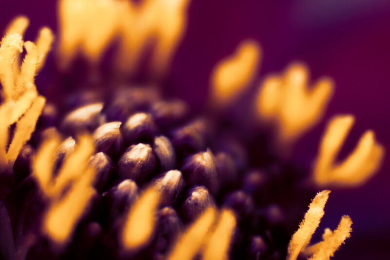 Close-up of Flower Center — Purple, Dramatic