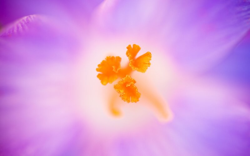 Close-up of Flower Center — Purple, Serene