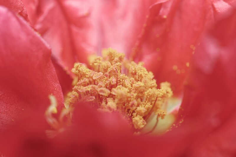 Close-up of Flower Center — Red, Calm