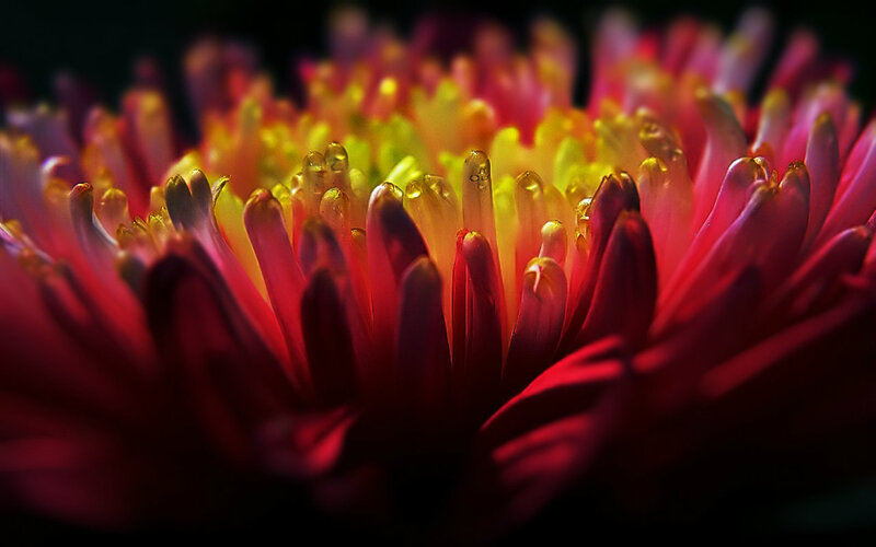 Close-up of Flower Center — Red, Dramatic