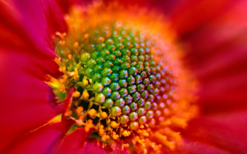 Close-up of Flower Center — Red