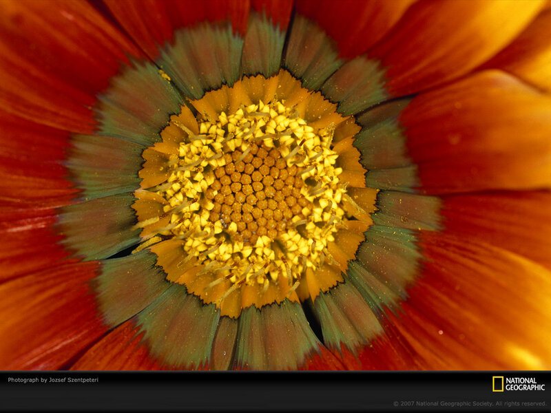 Close-up of Flower Center — Red, Vibrant