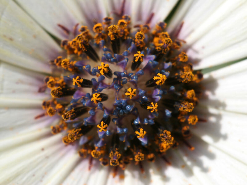 close-up of flower center