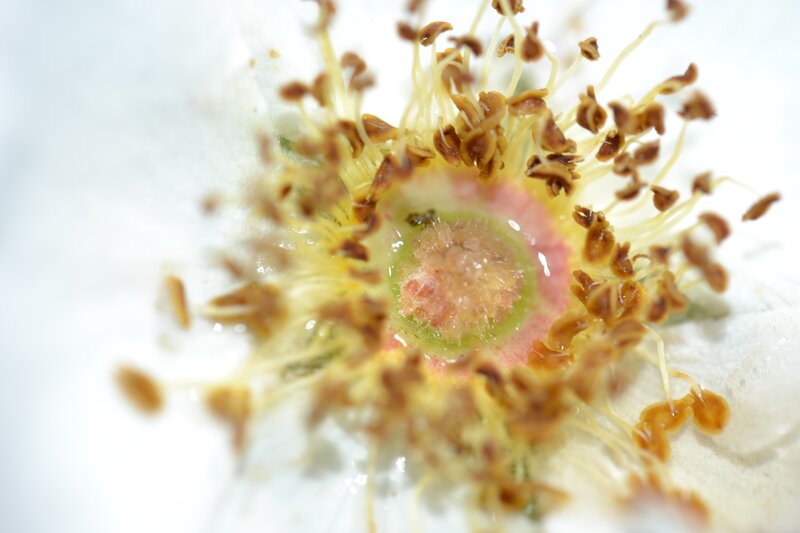 Close-up of Flower Center — White