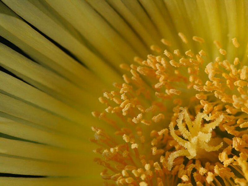 Close-up of Flower Center — Yellow, Natural