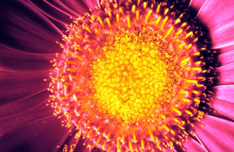 Close-up of Flower Center — Yellow, Vibrant