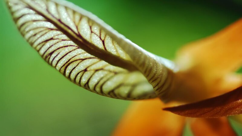 Close-up of Flower Petal — Green