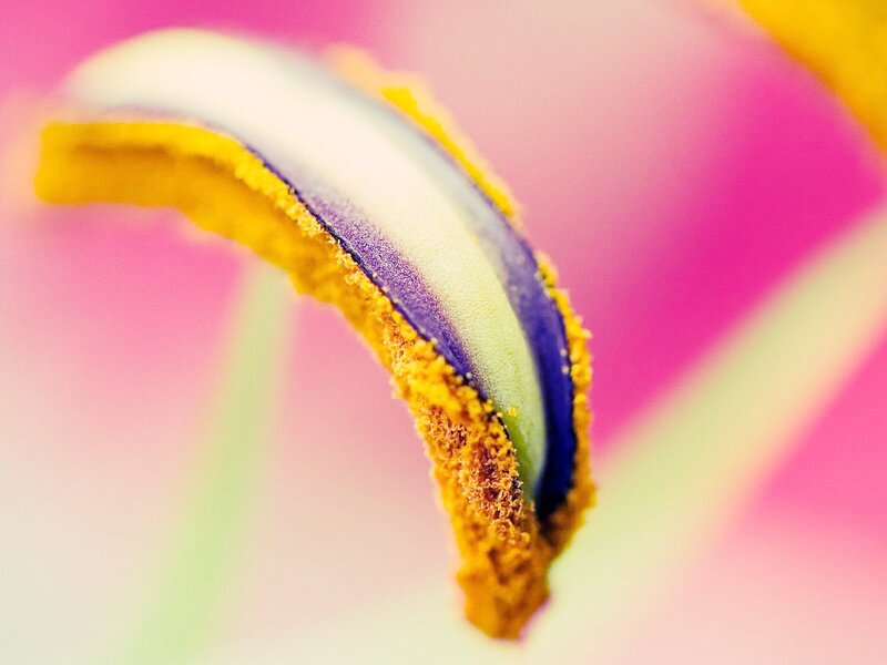 Close-up of Flower Petal — Pink