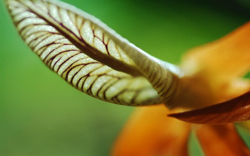 Close-up of Flower Petal
