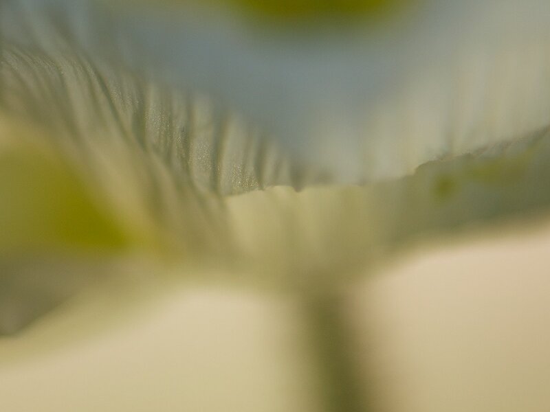 Close-up of Flower Petal — White